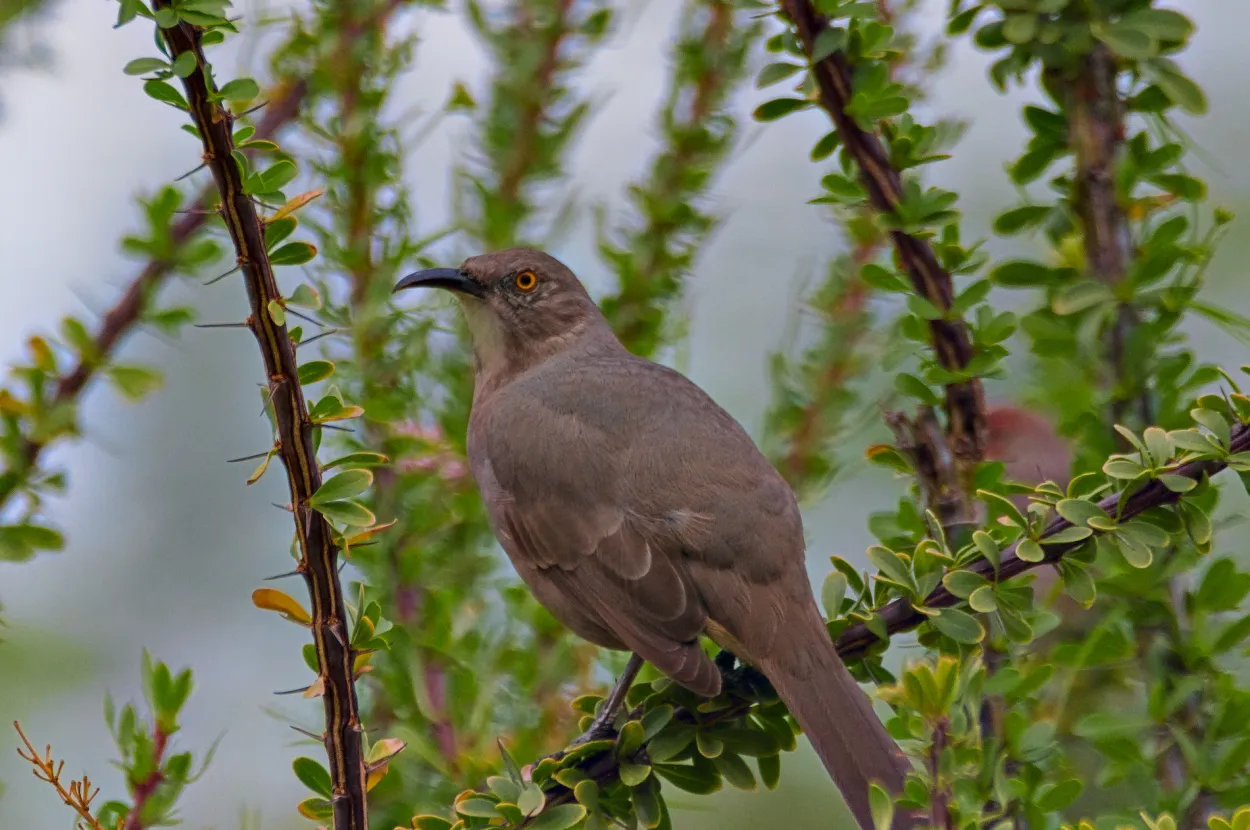 A bird in the bush
