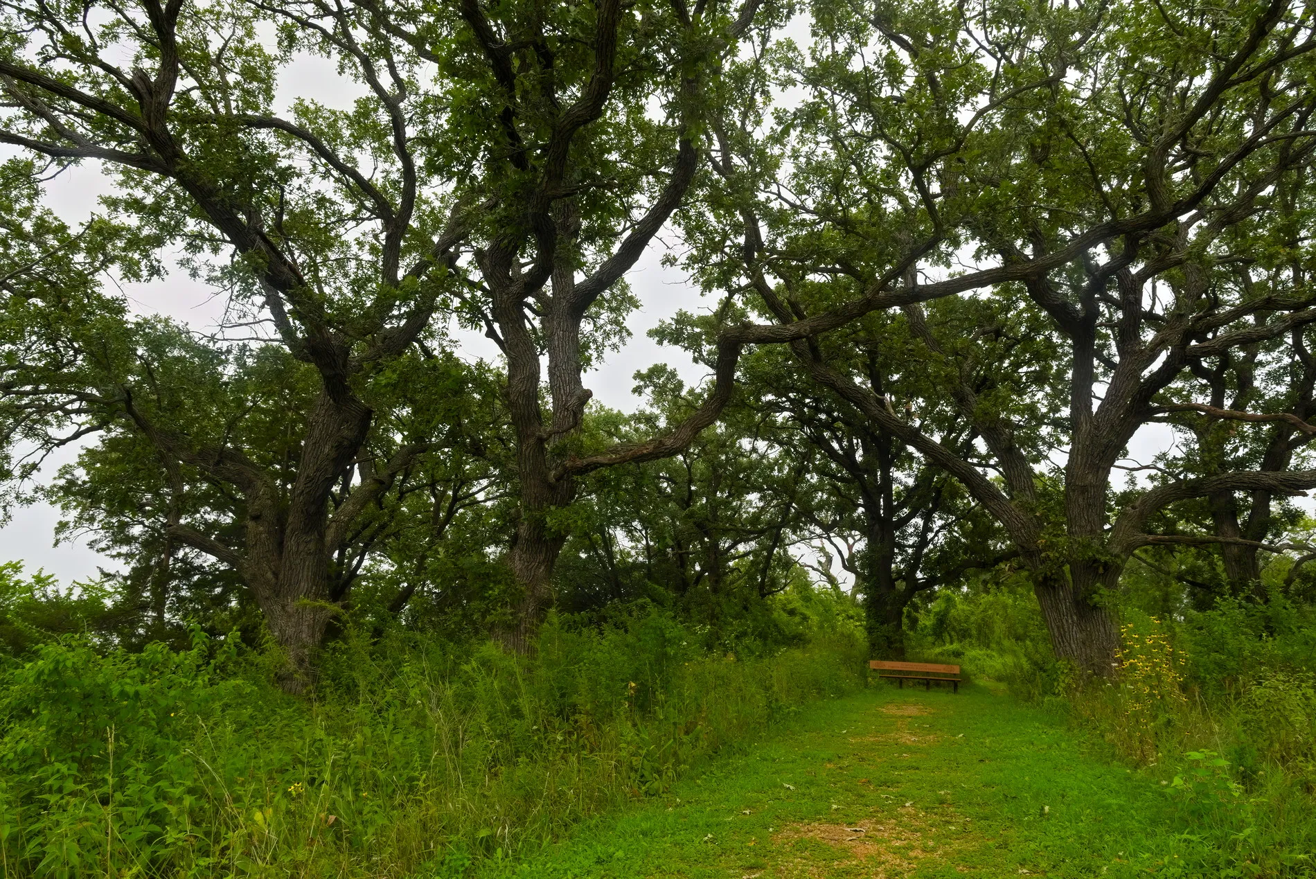 Under Oak