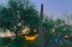 Morning Saguaro