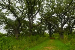Under Oak